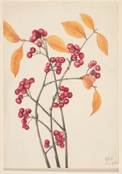 Rode chokeberry Aronia arbutifolia