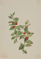 Rode Comandra (Comandra livida)