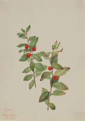 Rode Comandra Comandra livida, 1919