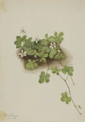 Rode dauwbraam (Rubus pedatus)