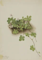 Rode dauwbes Rubus pedatus