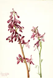 Rode ridderspoor Delphinium nudicale