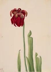 Rode Bekerplant Sarracenia jonesii, 1930