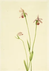 Roze Pogonia Pogonia ophioglossoides, 1906