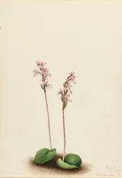 Ronde orchis (Orchis rotundifolia)
