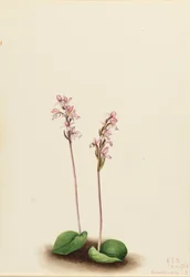 Rondbladige Orchis Orchis rotundifolia, 1924