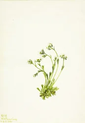 Saxifrage Saxifraga caespitosa, 1924