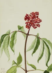 Rode Vlier Sambucus pubens, 1922