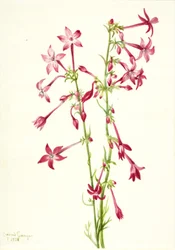 Scarlet Gilia Gilia aggregata