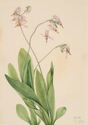 Vallende ster Dodecatheon meadia, 1919