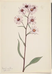 Opvallende aster (Aster conspicuus)