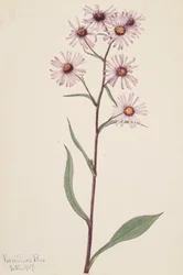 Showy Aster Aster conspicuus, 1917