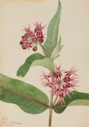 Opvallend melkkruid (Asclepias speciosa)
