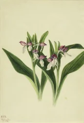 Showy Orchis (Orchis spectabilis)