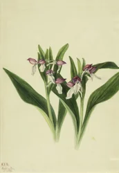 Prachtige Orchis Orchis spectabilis