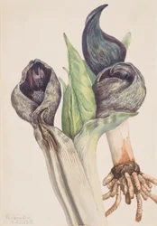 Skunkkool Spathyema foetida, 1918