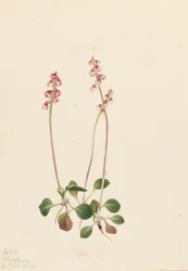 Kleine Pyrola Pyrola minor, 1922