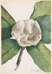 Zuidelijke Magnolia (Magnolia grandiflora)