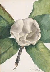 Zuidelijke Magnolia Magnolia grandiflora, 1918