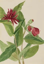 Specerijstruik Calycanthus occidentalis