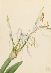 Spinnekoplelie (Hymenocallis rotata)