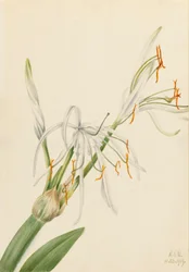 Spinlelie Hymenocallis rotata