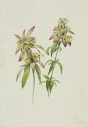 Gevlekte bijenmelisse (Monarda punctata)