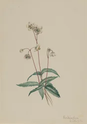 Gevlekte Pipsissewa Chimaphila maculata