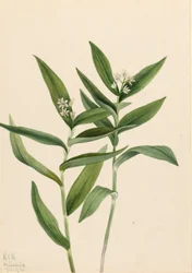 Ster Solomonplume Vagnera stellata