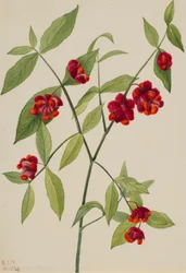 Aardbeibos-"Harten boordevol liefde" (Euonymus Americanus)