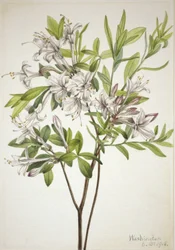 Moerasazalea (Azalea viscosa)