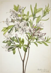 Moeras Azalea Azalea viscosa, 1918