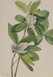 Moerasmagnolia (Magnolia virginiana)