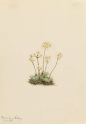 Zoete Androsace (Androsace carinata)