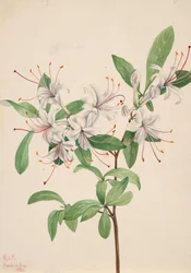 Zoete Azalea Azalea arborescens
