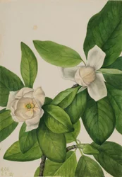 Vuurdoorn (Magnolia virginiana)