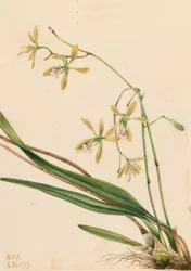 Tampa Epidendrum Epidendrum tampense, 1919