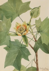 Tulpenboom Liriodendron tulipifera, 1918