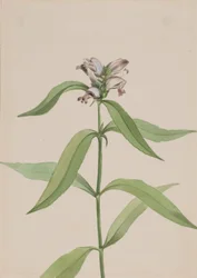 Turtlehead Chelone glabra