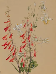 Zonder titel - Bloemenstudie