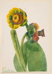 Zonder titel - Bloemenstudie