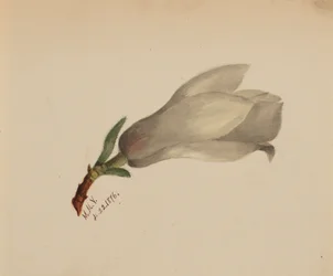 Zonder titel--Bloemenstudie, 1876