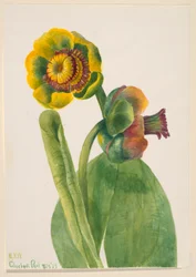 Zonder Titel--Bloemenstudie, 1939