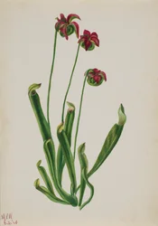 Zonder titel--Bloemenstudie, 1940