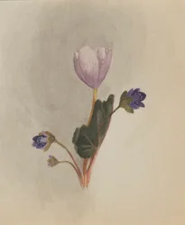 Zonder Titel--Bloemenstudie, ca. 1876