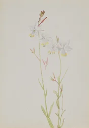 Zonder Titel--Bloemenstudie