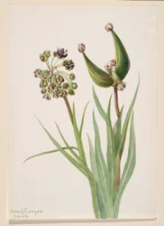 Zonder titel - Plantenstudie