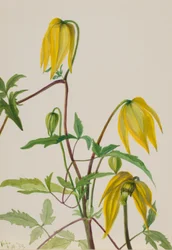 Zonder titel - Plantenstudie