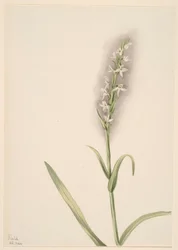 Zonder titel - Plantenstudie