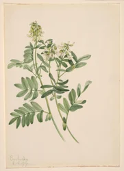 Zonder titel - Plantenstudie
